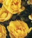 Rosa 'Towne & Country'