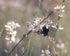 Natupol Bombus canariensis