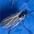 Entomite