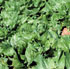 Lechuga
