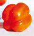 Pimiento california naranja Caspio