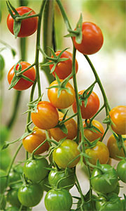 Tomate cherry Lucrecia