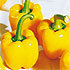 Pimiento california amarillo Atraccin