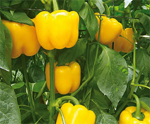 Pimiento california amarillo rtico