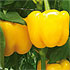 Pimiento california amarillo rtico