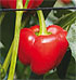 Pimiento california rojo Aguera
