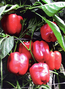 Pimiento california rojo Armada