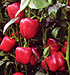 Pimiento california rojo Salmern