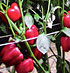Pimiento california rojo Sobek