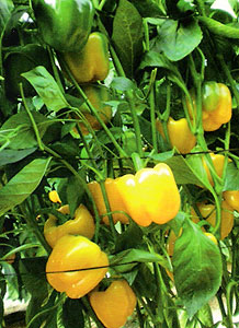 Pimiento california amarillo Rebeca