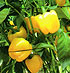 Pimiento california amarillo Rebeca