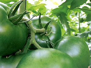 Variedad de tomate -para cosechar en verde. Para plantaciones de enero hasta septiembre, Especialmente en julio.  Variedad hbrida de porte indeterminado, entrenudos muy cortos y vigor medio. Es aconsejable cultivar injertada, para conseguir mayor vigor y produccin. Ramilletes de 5-6 frutos con calibre muy uniforme.  Gran calidad de frutos de calibre G, con hombros verdes, de forma redonda ligeramente aplastada y lisos. De buena dureza. Destaca el intenso color verde oscuro del fruto y de pintn.  Variedad de buen comportamiento al agrietado y microcracking. Alta resistencia a ToMV, Va/Vd, Fol:1,2 y nematodos, con resistencia intermedia a TYLCV.  Su extraordinaria coloracin en pintn y su buen sabor la convierten en lder para los consumidores ms exigentes