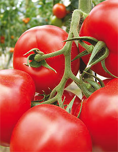 Tomate Tovi Star Tomate Tovi Star