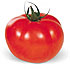 Tomate Tovi Star