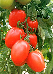 Tomate pera Kilates