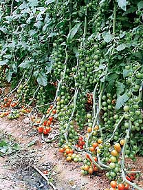 Tomate cherry Natacha
