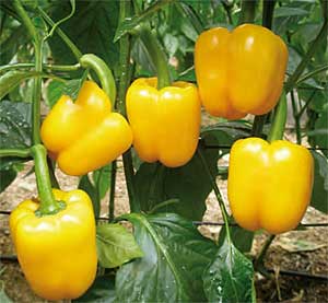 Pimiento california amarillo Goldix