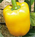 Pimiento california amarillo Goldix