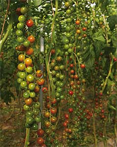 Tomate cherry Katalina Tomate cherry Katalina