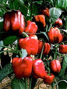 Pimiento california rojo Mquina