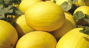Meln amarillo Maillot