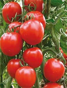 Tomate Caniles Tomate Caniles