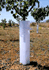 Protector de rboles Cipaplant