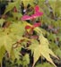 Acer palmatum Aureum