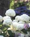 Hydrangea arborescens Anabelle