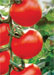 Tomate larga vida