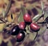 Produccin de olivos por nebulizacin