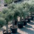 Planta mediterrnea y adaptada