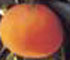Variedad Mioro Capola