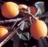 La fruta de la belleza
