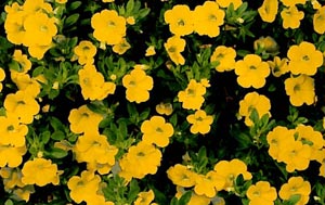 Calibrachoa hybrida Callie