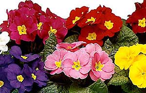 Primula Acualis Lira F1