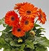 Gerbera 'Royal'