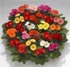 Gerbera 'Royal Mini'