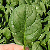 Espinaca Columbia F1