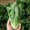 Lechuga Romana midi Chartwell