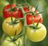 Bolsa de cultivo Kekkil Vegetable Board