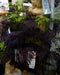 Albizia julibrissin Summer Chocolate