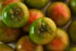 Tomate Ensalada
