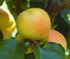 Albaricoque Moniqui