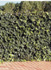 Hiedra