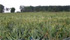 BioFertilizantes