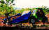 AutoPick MT