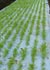 Terraseed, sistema de siembra de precisin