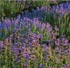 Cultivo ecolgico de aromticas a las puertas de la Patagonia
