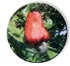 Semilla de maran orgnica